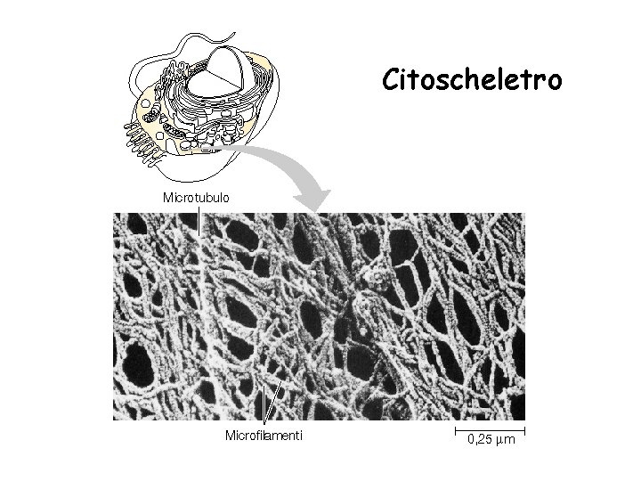 Citoscheletro 