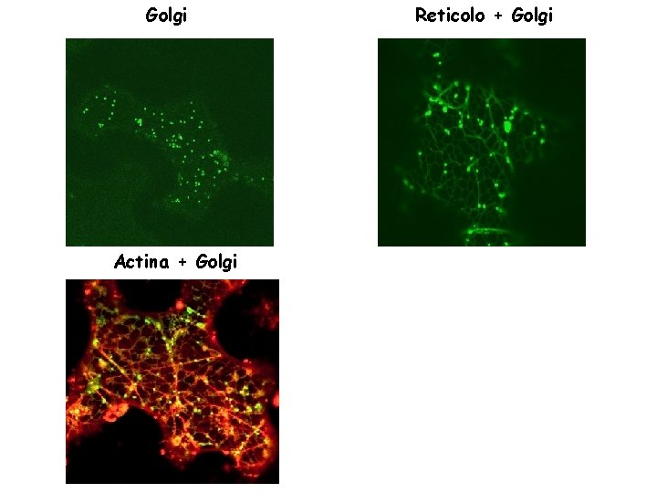 Golgi Actina + Golgi Reticolo + Golgi 