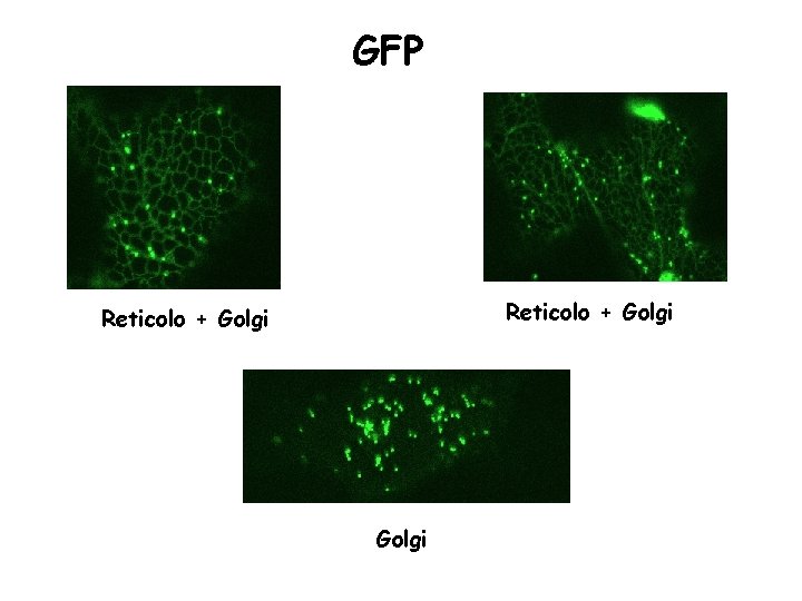 GFP Reticolo + Golgi 