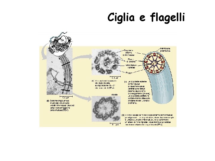 Ciglia e flagelli 