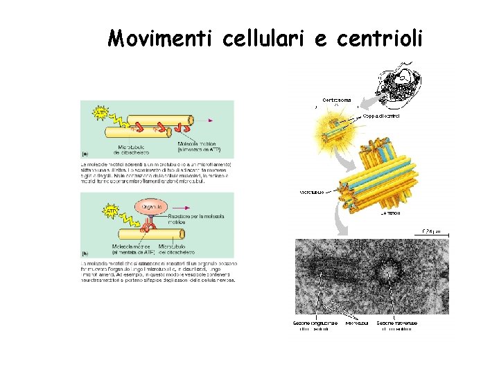 Movimenti cellulari e centrioli 