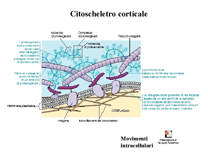 Citoscheletro corticale Movimenti intracellulari 