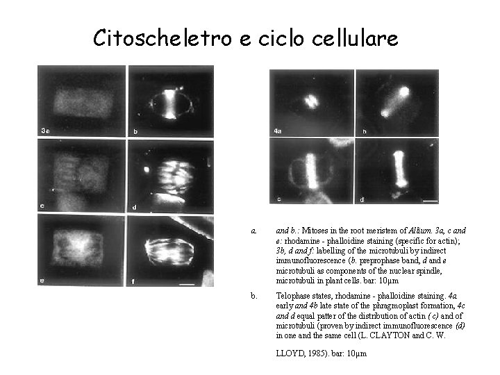 Citoscheletro e ciclo cellulare a. and b. : Mitoses in the root meristem of