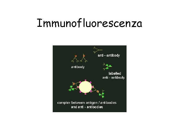 Immunofluorescenza 