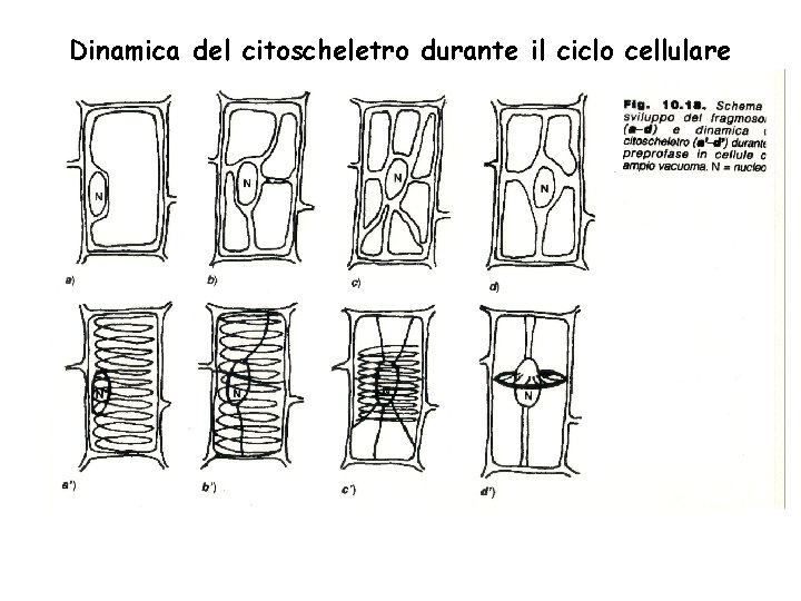 Dinamica del citoscheletro durante il ciclo cellulare 