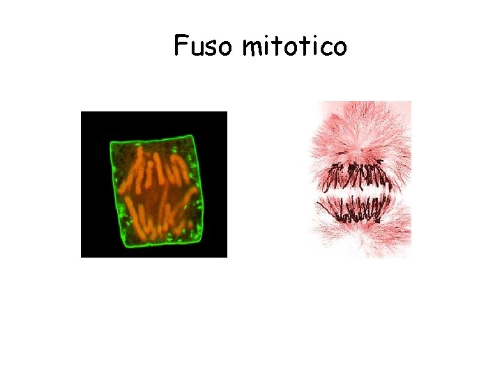 Fuso mitotico 
