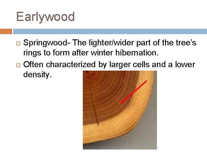 Earlywood Springwood- The lighter/wider part of the tree’s rings to form after winter hibernation. Earlywood Springwood- The lighter/wider part of the tree’s rings to form after winter hibernation.
