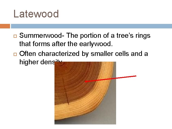 Latewood Summerwood- The portion of a tree’s rings that forms after the earlywood. Often Latewood Summerwood- The portion of a tree’s rings that forms after the earlywood. Often