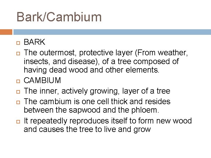 Bark/Cambium BARK The outermost, protective layer (From weather, insects, and disease), of a tree Bark/Cambium BARK The outermost, protective layer (From weather, insects, and disease), of a tree