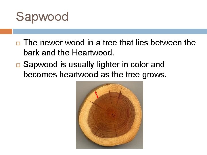 Sapwood The newer wood in a tree that lies between the bark and the Sapwood The newer wood in a tree that lies between the bark and the