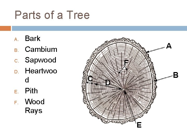 Parts of a Tree A. B. C. D. E. F. Bark Cambium Sapwood Heartwoo Parts of a Tree A. B. C. D. E. F. Bark Cambium Sapwood Heartwoo