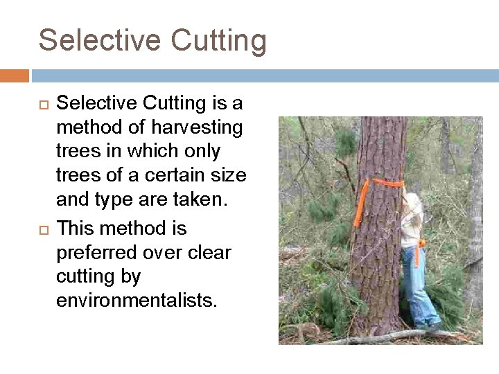 Selective Cutting is a method of harvesting trees in which only trees of a Selective Cutting is a method of harvesting trees in which only trees of a