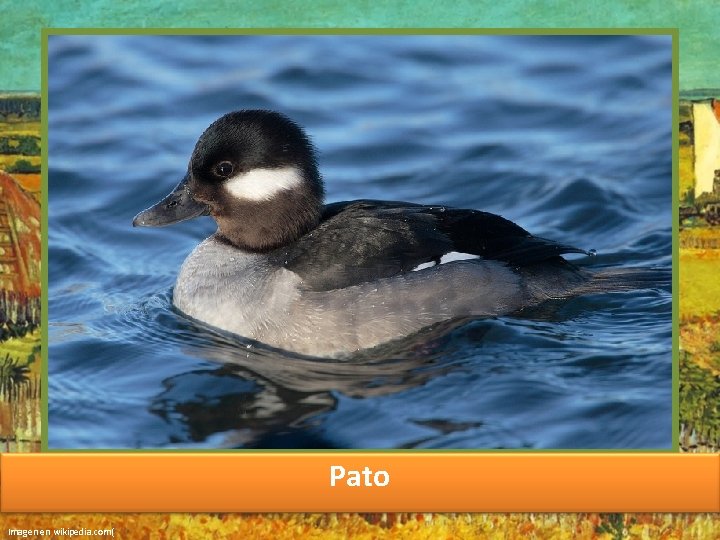 Pato Imagen en wikipedia. com( 