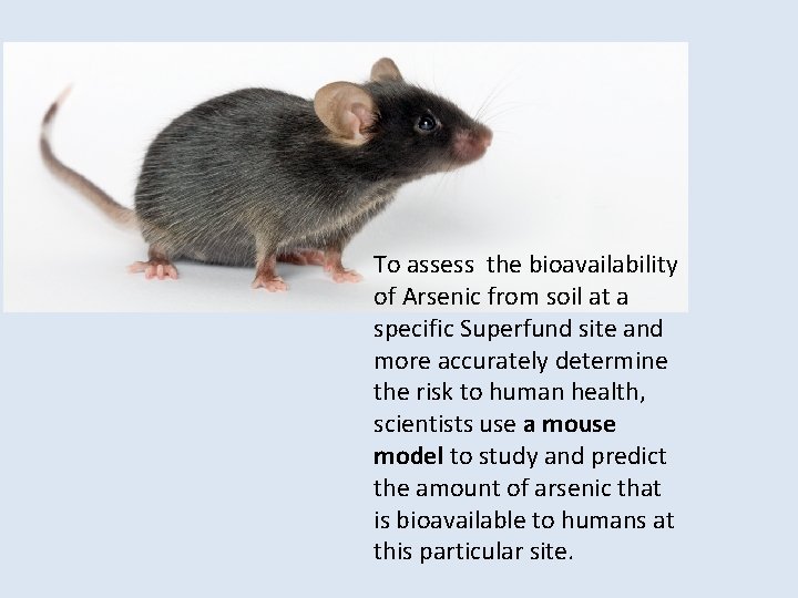 To assess the bioavailability of Arsenic from soil at a specific Superfund site and