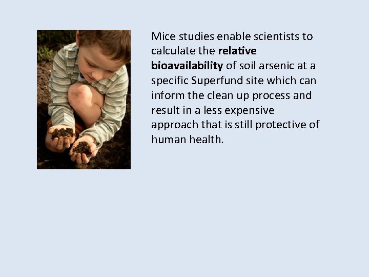 Mice studies enable scientists to calculate the relative bioavailability of soil arsenic at a