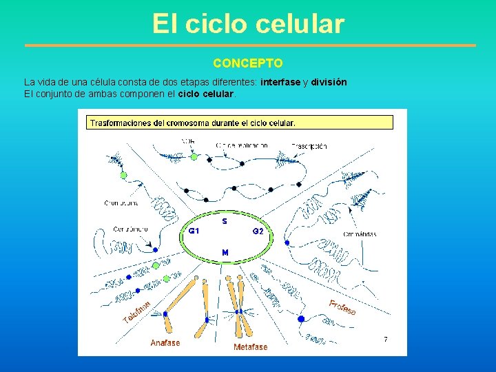 El ciclo celular CONCEPTO La vida de una célula consta de dos etapas diferentes: