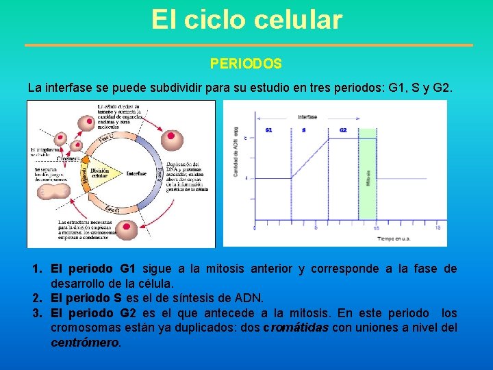 El ciclo celular PERIODOS La interfase se puede subdividir para su estudio en tres