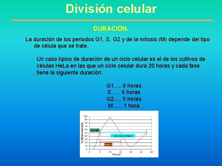 División celular DURACIÓN. La duración de los periodos G 1, S, G 2 y