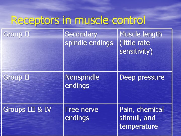 Receptors in muscle control Group II Secondary Muscle length spindle endings (little rate sensitivity)