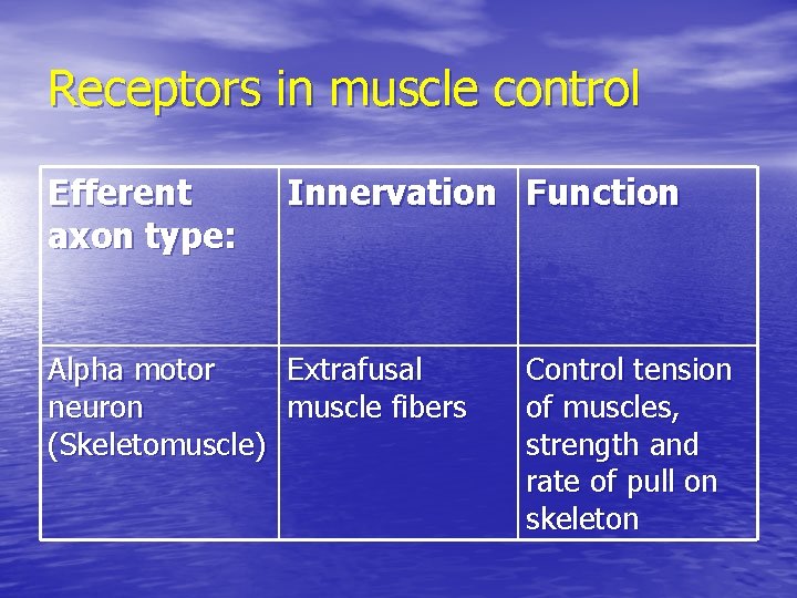 Receptors in muscle control Efferent axon type: Innervation Function Alpha motor Extrafusal neuron muscle
