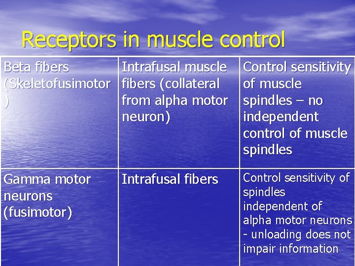Receptors in muscle control Beta fibers (Skeletofusimotor ) Intrafusal muscle fibers (collateral from alpha
