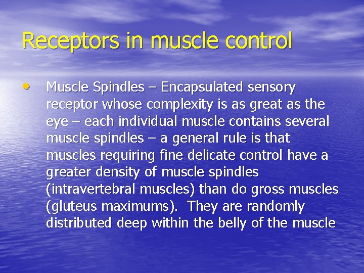 Receptors in muscle control • Muscle Spindles – Encapsulated sensory receptor whose complexity is