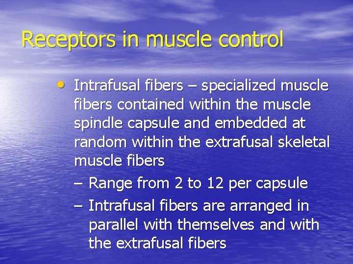 Receptors in muscle control • Intrafusal fibers – specialized muscle fibers contained within the