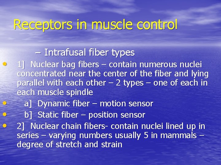 Receptors in muscle control – Intrafusal fiber types • 1] Nuclear bag fibers –