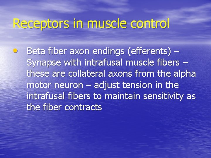 Receptors in muscle control • Beta fiber axon endings (efferents) – Synapse with intrafusal