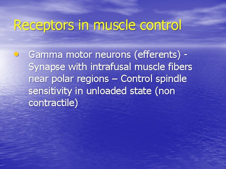 Receptors in muscle control • Gamma motor neurons (efferents) - Synapse with intrafusal muscle