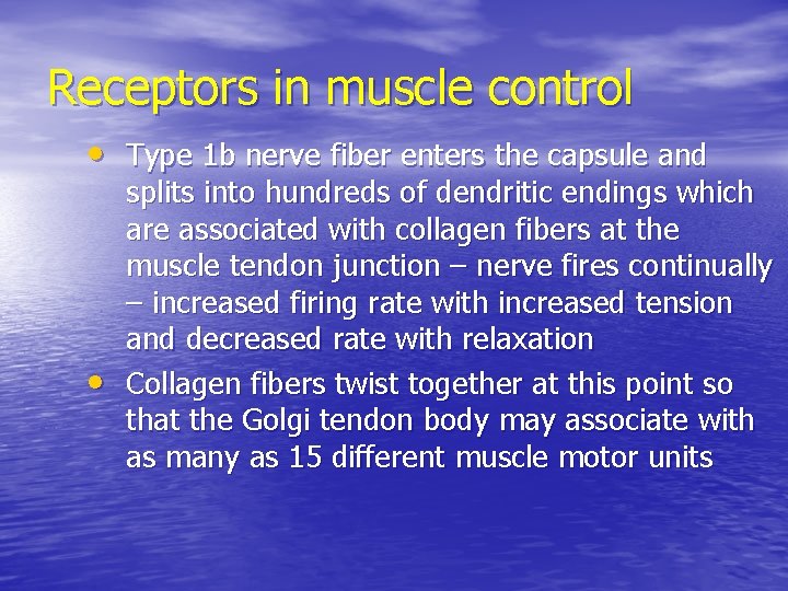 Receptors in muscle control • Type 1 b nerve fiber enters the capsule and