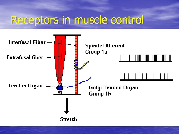 Receptors in muscle control 