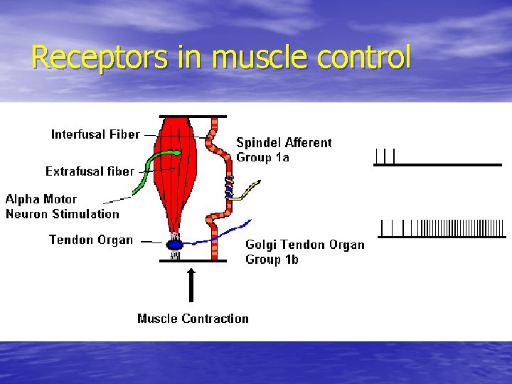 Receptors in muscle control 
