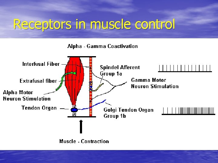 Receptors in muscle control 