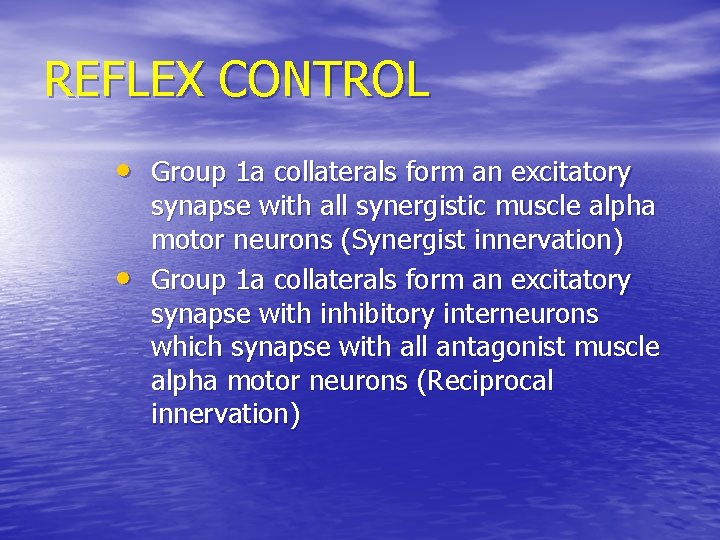 REFLEX CONTROL • Group 1 a collaterals form an excitatory • synapse with all