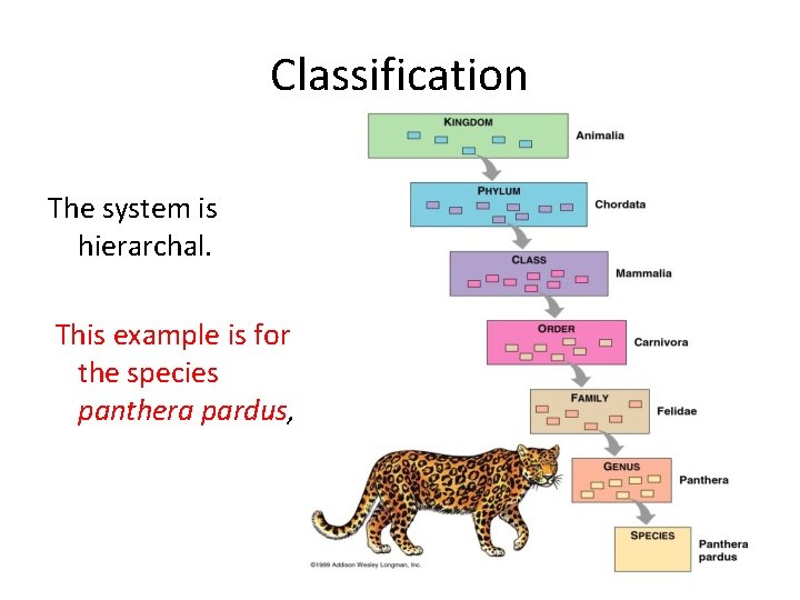 Classification The system is hierarchal. This example is for the species panthera pardus, 