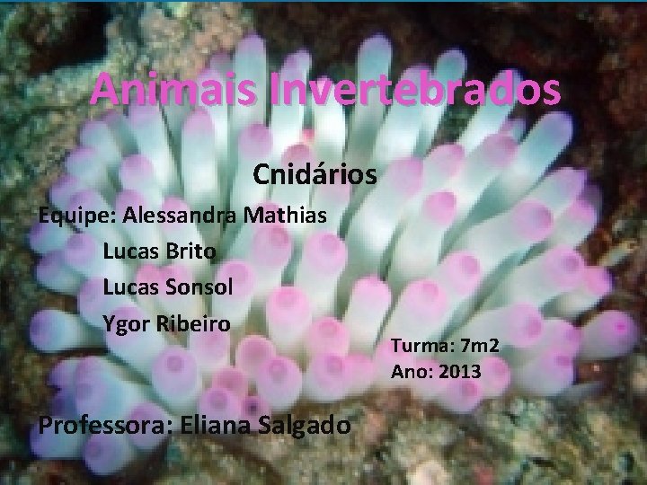 Animais Invertebrados Cnidários Equipe: Alessandra Mathias Lucas Brito Lucas Sonsol Ygor Ribeiro Professora: Eliana