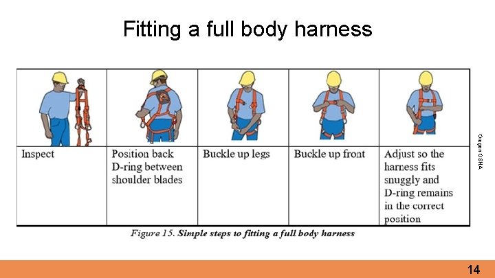 Fitting a full body harness Oregon OSHA 14 