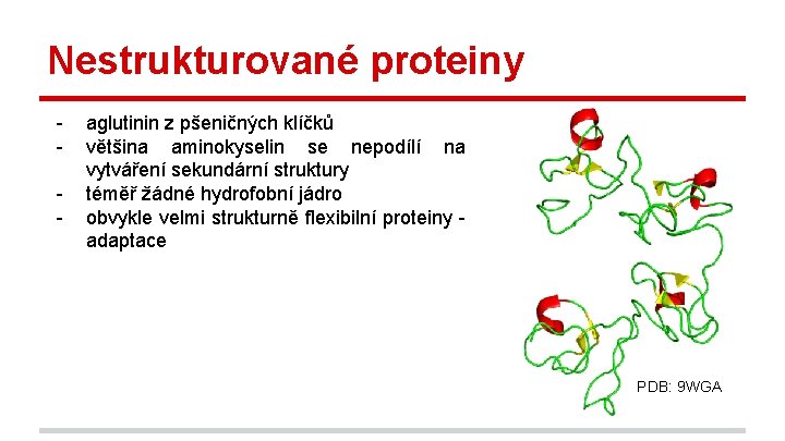 Nestrukturované proteiny - aglutinin z pšeničných klíčků většina aminokyselin se nepodílí na vytváření sekundární