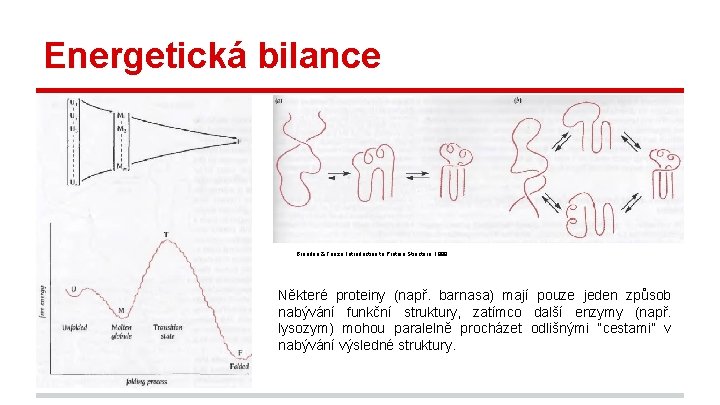 Energetická bilance Branden & Tooze, Introduction to Protein Structure, 1999. Některé proteiny (např. barnasa)