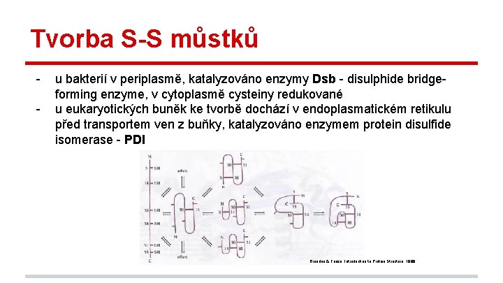 Tvorba S-S můstků - u bakterií v periplasmě, katalyzováno enzymy Dsb - disulphide bridgeforming