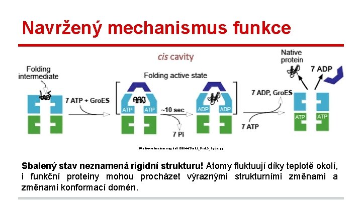 Navržený mechanismus funkce http: //www. biochem. mpg. de/1168144/Gro. EL_Gro. ES_Cycle. jpg Sbalený stav neznamená