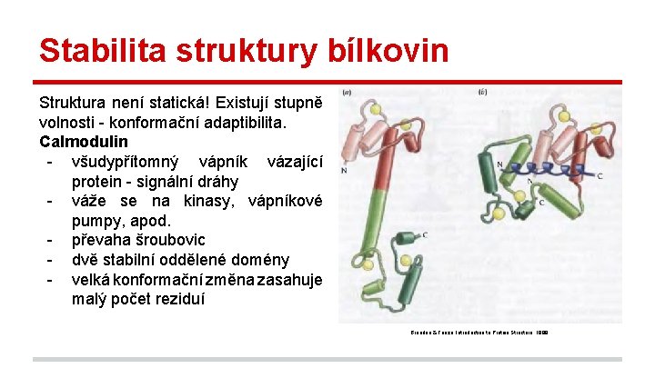 Stabilita struktury bílkovin Struktura není statická! Existují stupně volnosti - konformační adaptibilita. Calmodulin -