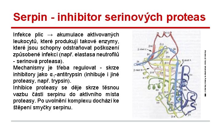 Serpin - inhibitor serinových proteas Branden & Tooze, Introduction to Protein Structure, 1999. Infekce