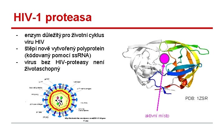 HIV-1 proteasa - enzym důležitý pro životní cyklus viru HIV štěpí nově vytvořený polyprotein