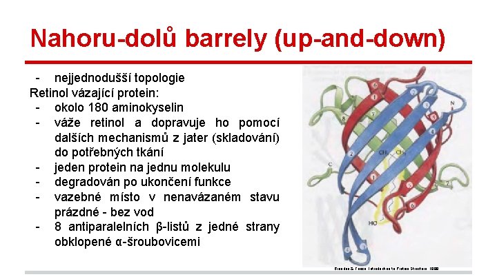 Nahoru-dolů barrely (up-and-down) - nejjednodušší topologie Retinol vázající protein: - okolo 180 aminokyselin -