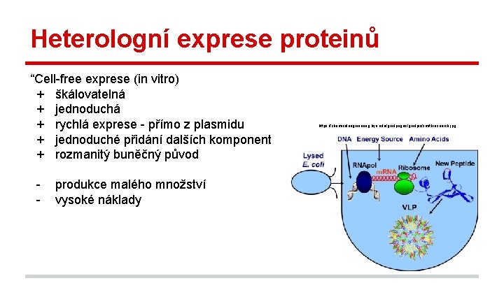 Heterologní exprese proteinů “Cell-free exprese (in vitro) + škálovatelná + jednoduchá + rychlá exprese