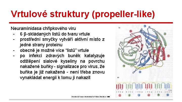 Vrtulové struktury (propeller-like) Neuraminidasa chřipkového viru - 6 β-skládaných listů do tvaru vrtule -