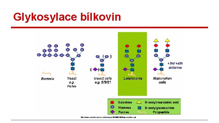 Glykosylace bílkovin http: //www. jenabioscience. com/images/d 5 d 8982 b 86/glycosylation. gif 