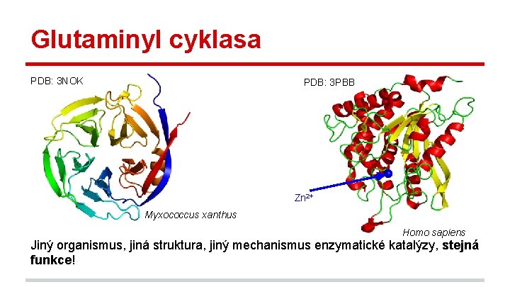 Glutaminyl cyklasa PDB: 3 NOK PDB: 3 PBB Zn 2+ Myxococcus xanthus Homo sapiens